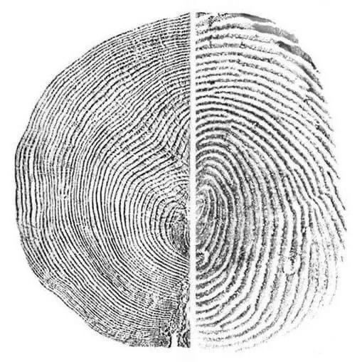 Fingerprint and Tree Rings